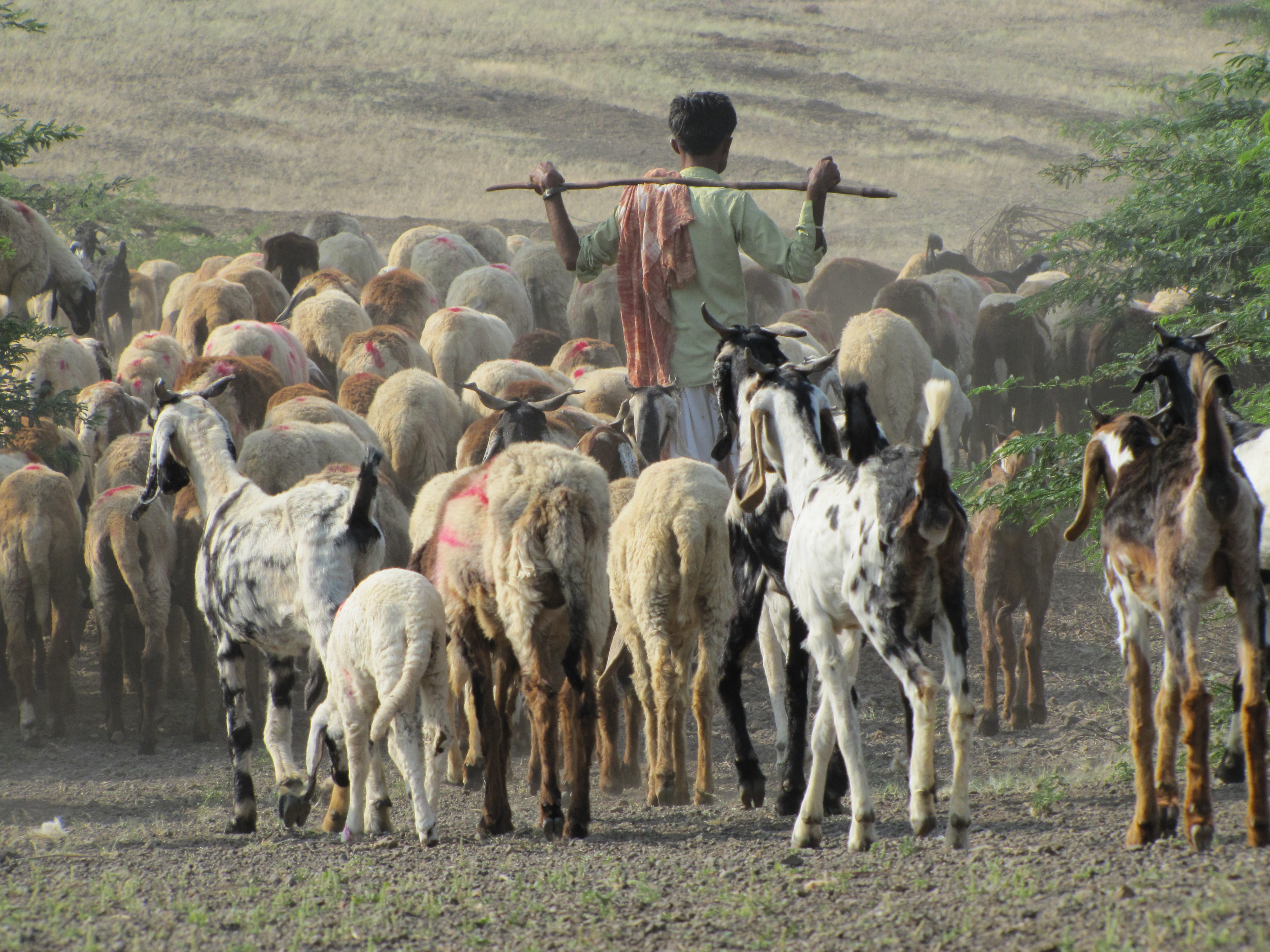 The Rabaris The Nomadic Pastoral Community of Kutch Sahapedia
